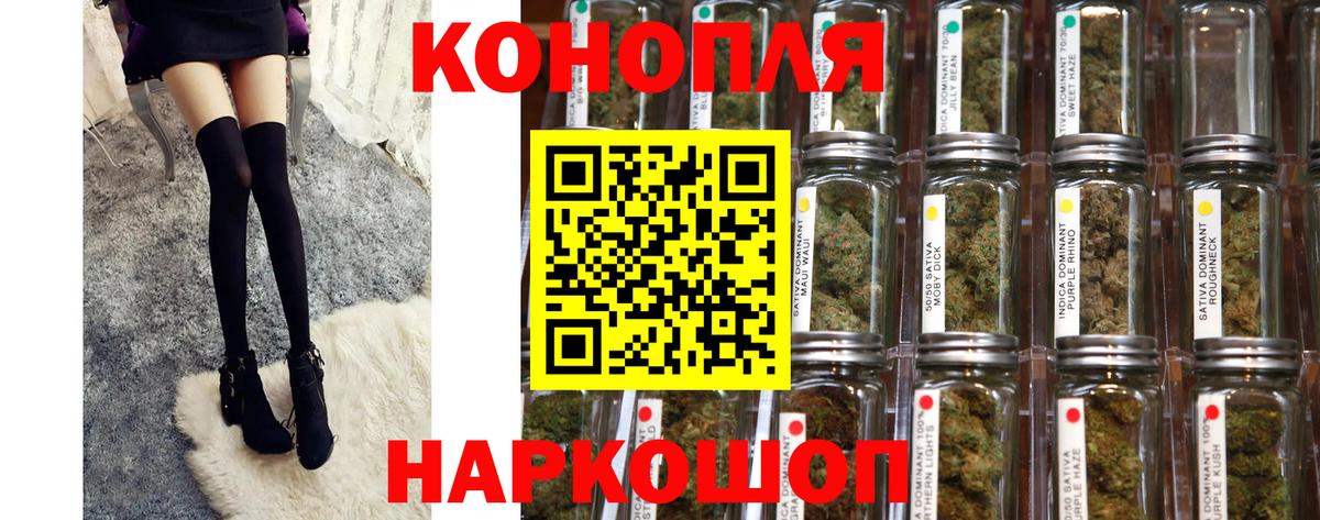 Марихуана сатива Гай